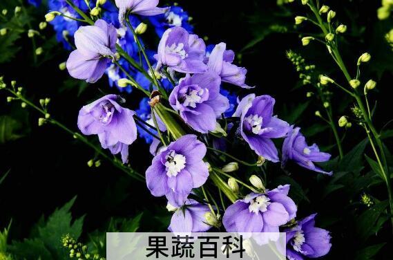 大花飞燕草的功效与作用