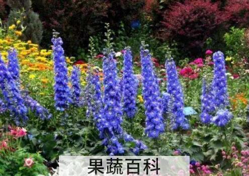 大花飞燕草的功效与作用