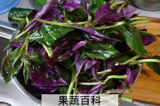 观音菜的食用注意事项和禁忌