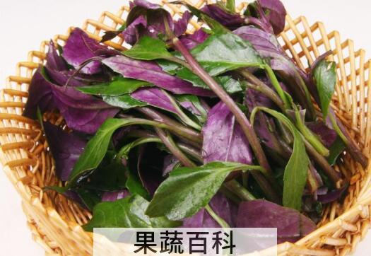 观音菜的功效与作用 观音菜的副作用
