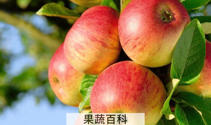 苹果的功效有哪些？苹果对人体好处多多坚持每天吃一个
