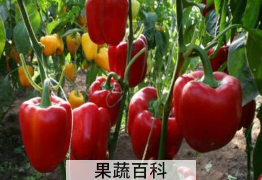 灯笼辣椒怎么做好吃 灯笼辣椒如何腌制