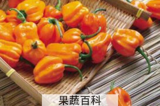 灯笼辣椒怎么做好吃 灯笼辣椒如何腌制