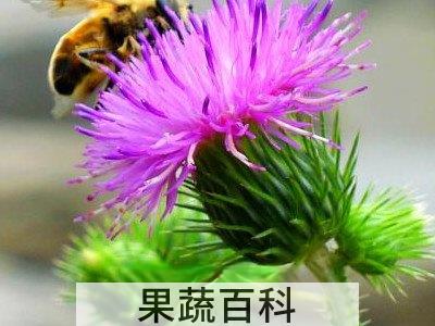  紫色蒲公英的功效与作用 