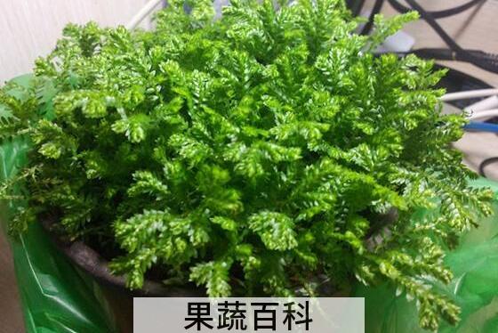 翠云草的功效与作用 翠云草的禁忌