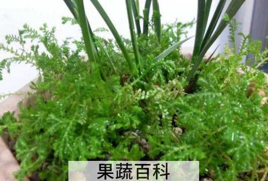 翠云草的功效与作用 翠云草的禁忌