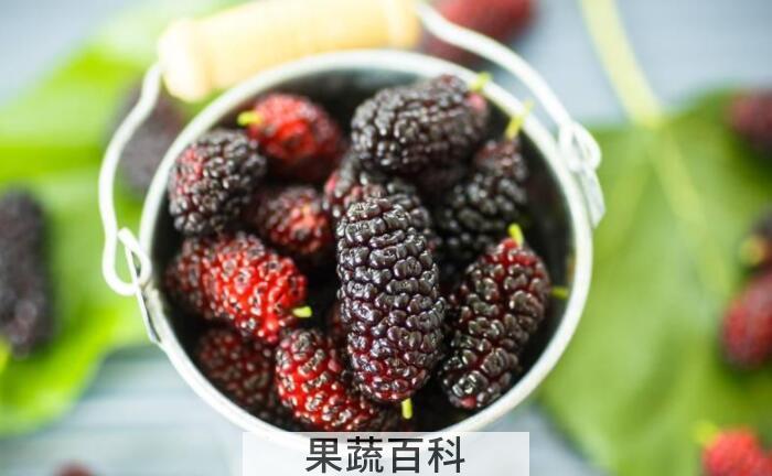 桑葚的功效与作用，爱吃桑葚的朋友看过来啦