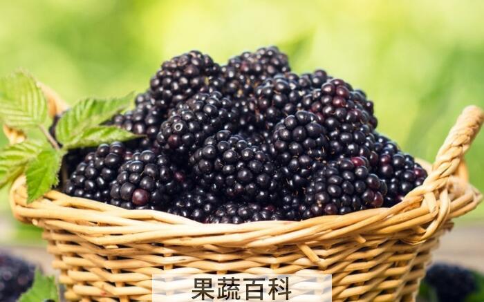 桑葚的功效与作用，爱吃桑葚的朋友看过来啦