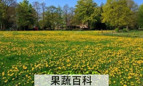蒲公英花