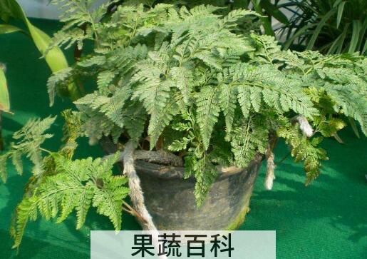 狼尾蕨的功效与作用