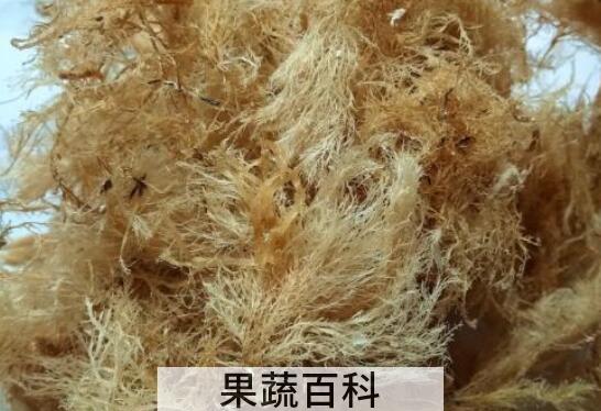 石花菜和海石花的区别