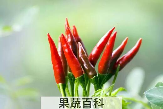 子弹头和朝天椒的区别