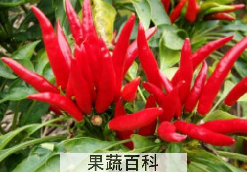 灯笼辣椒和子弹头辣椒区别