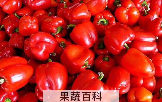 灯笼辣椒和子弹头辣椒区别