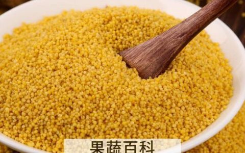 白小米和黄小米的区别