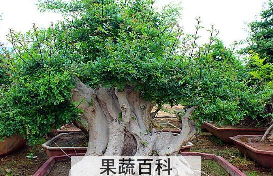 白蜡与对节白蜡的区别