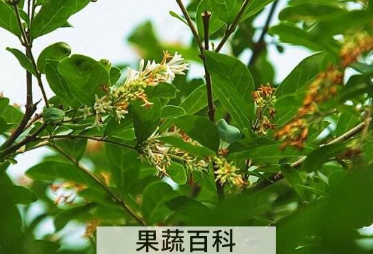 水蜡树的功效与作用