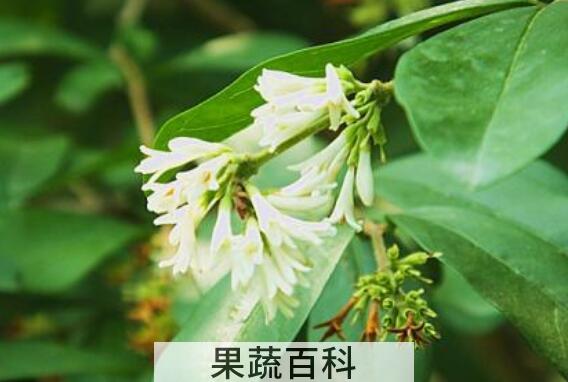 水蜡树的功效与作用
