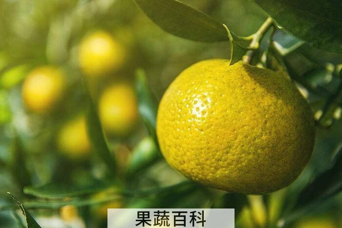 柑子的功效与作用，果肉、果皮都是好东西！