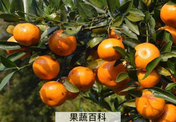 柑子的功效与作用，果肉、果皮都是好东西！