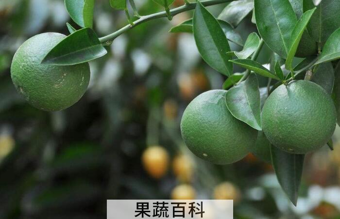 柑子的功效与作用，果肉、果皮都是好东西！
