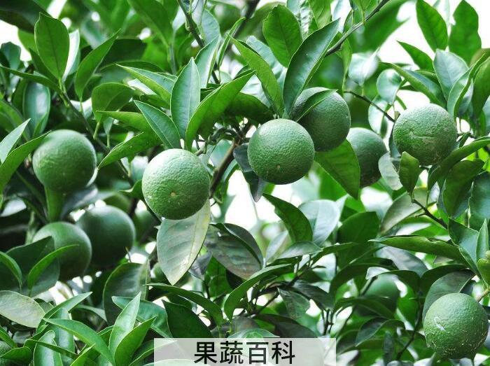柑子的功效与作用，果肉、果皮都是好东西！