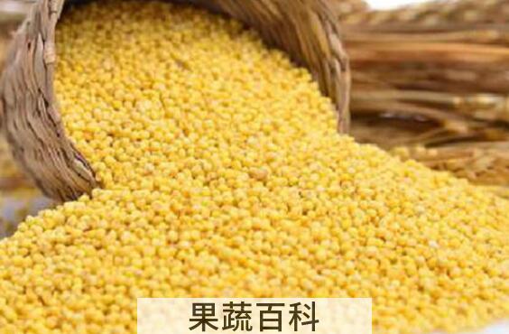 糜子和小米的区别 糜子的功效与作用