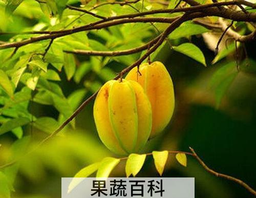 杨桃干白糖如何做 杨桃干白糖的制作方法