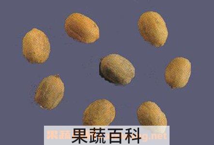 巴豆蜂蜡