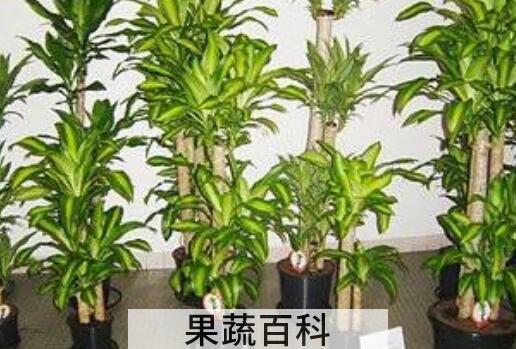 巴西木什么人不能养 巴西木对人有什么好处