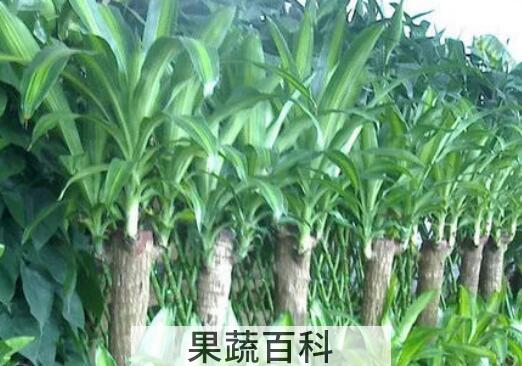 巴西木什么人不能养 巴西木对人有什么好处
