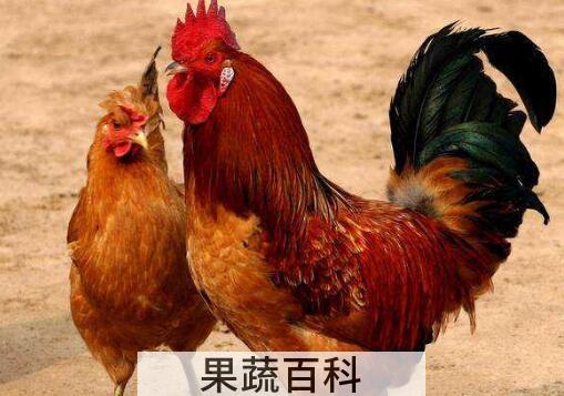 公鸡和母鸡的区别 公鸡和母鸡哪个更有营养