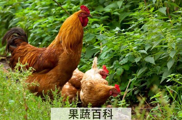 公鸡和母鸡的区别 公鸡和母鸡哪个更有营养