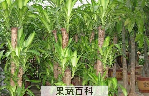 巴西木的功效与作用 巴西木的养殖方法