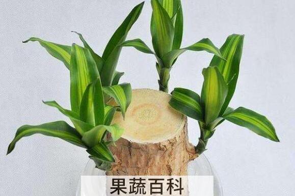 巴西木的功效与作用 巴西木的养殖方法