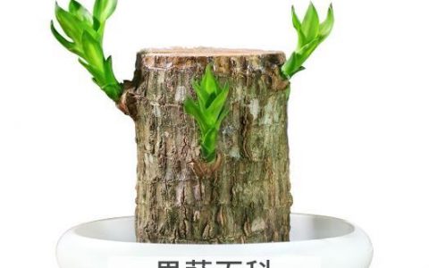 巴西木的药用价值 巴西木摆放禁忌