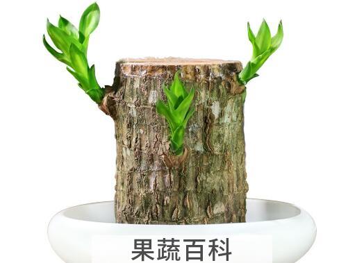 巴西木的药用价值 巴西木摆放禁忌