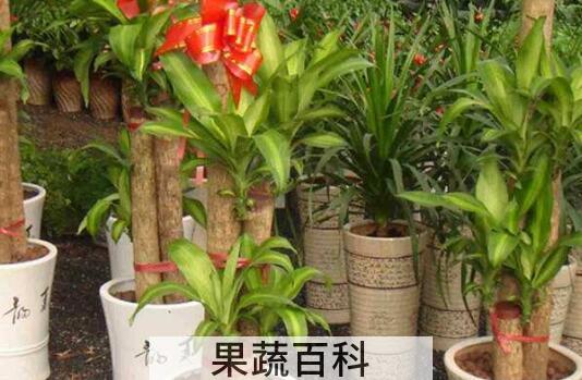 巴西木的药用价值 巴西木摆放禁忌