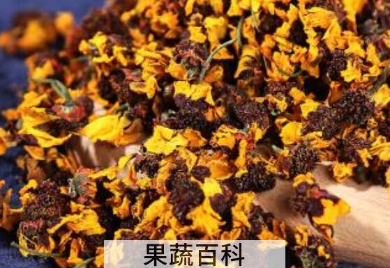 天山胎菊的功效与作用