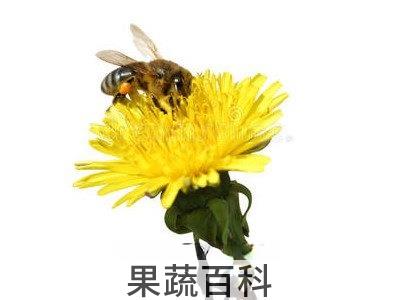  蒲公英蜜好吗