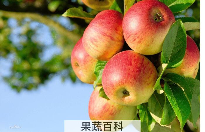 苹果的营养价值及食用功效，每天一苹果吃出幸福与健康