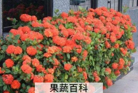 希茉莉和龙船花的区别