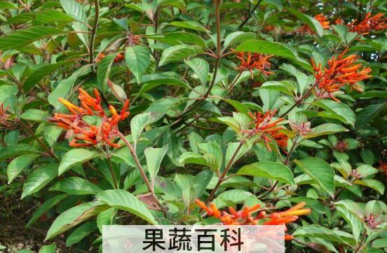 希茉莉和龙船花的区别