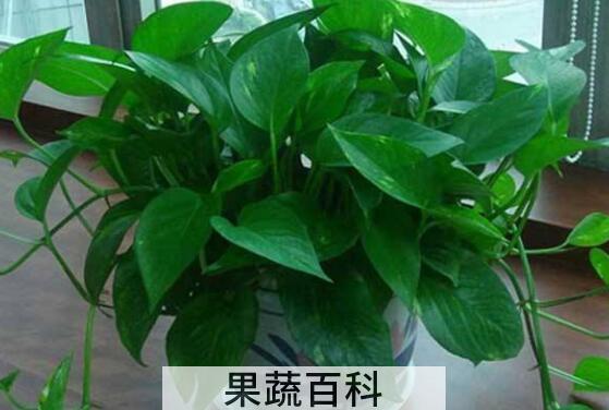 绿萝怎么养才能更旺盛