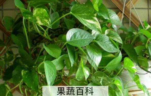 绿萝怎么养才能更旺盛