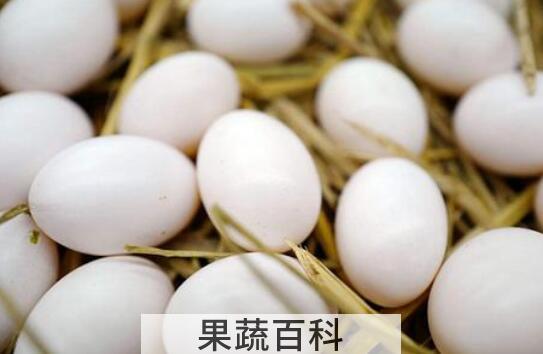 鸽子蛋和鸡蛋营养对比