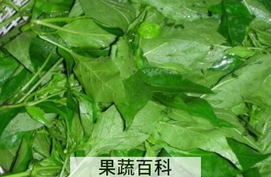 辣椒叶的功效与作用及禁忌