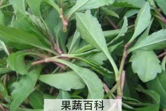 革命菜的功效与作用 革命菜的食用禁忌