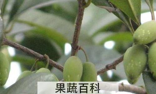 桂花果的功效与作用 吃桂花果的好处