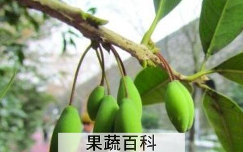 桂花果的功效与作用 吃桂花果的好处
